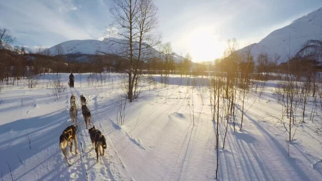 A person rides a dog sled team along a snowy trail surrounded by bare trees and towering snow-covered mountains under a clear blue sky near Troms&oslash;, Norway