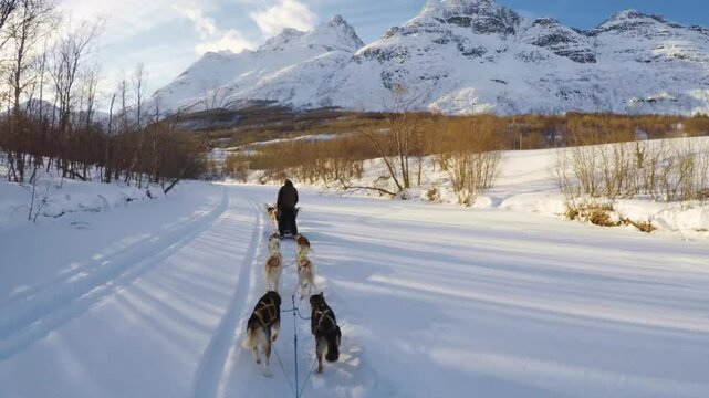A person rides a dog sled team along a snowy trail surrounded by bare trees and towering snow-covered mountains under a clear blue sky near Troms&oslash;, Norway