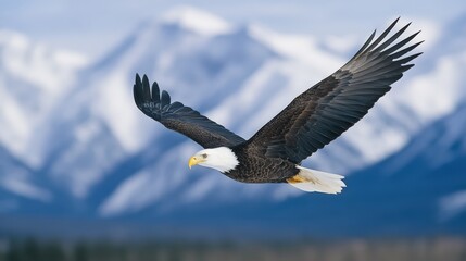 Obraz premium A majestic eagle soars against a backdrop of snow-capped mountains, showcasing its powerful wings and striking appearance.