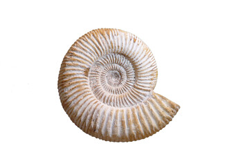 Ammonite
