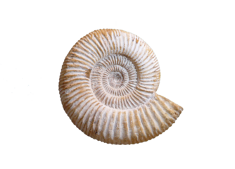 Ammonite