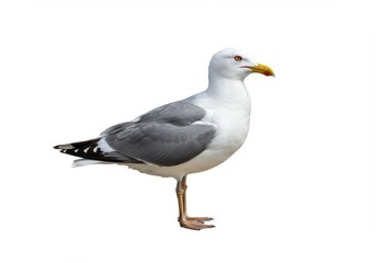 A seagull with white and gray feathers standing on one leg against a white background in a studio shot