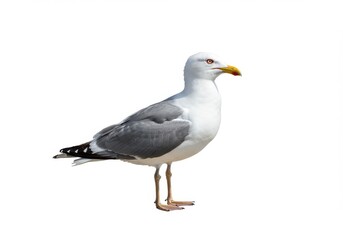 Fototapeta premium A seagull standing against a white background in a studio setting with its feathers visible