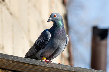 Czujny strażnik betonowej dżungli © Piotr Photography
