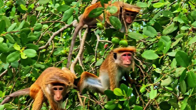 Dangerous macaques stalking the boat on river safari