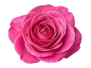 stunning rose flower with vibrant pink petals showcases nature beauty and elegance, perfect for any occasion