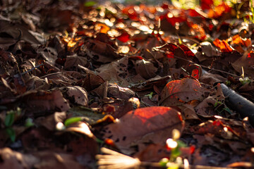 Ground-level close-up of fallen brown leaves scattered on the forest floor. Warm and natural.

