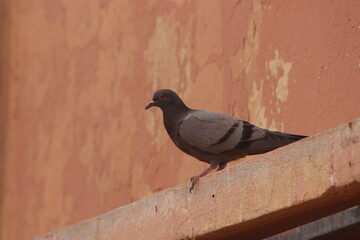 A pigeon standing on a building