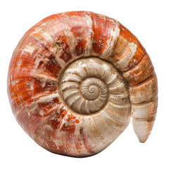 Side view of a brown and white spiral seashell, isolated on transparent background, ideal for marine or beach-themed designs.
