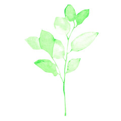 Leaves on a white background. Hand-drawn illustration. Perfect for spring and summer.	