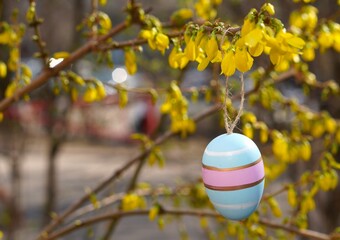 Colorful painted Easter egg hanging from a forsythia branch, showcasing vibrant yellow flowers. The...