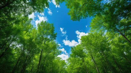 Fototapeta premium trees green blue backgrounds