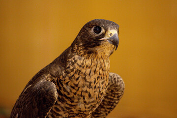 Grace in Focus: A Falcon’s Fierce Elegance Against a Golden Backdrop