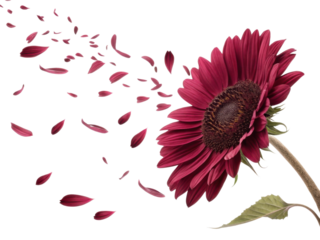 vibrant sunflower with deep red petals gracefully releases its delicate petals into air creating serene and beautiful scene
