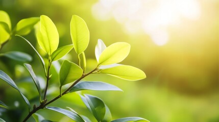 Obraz premium Sunlit garden trees with soft bokeh, a serene escape into nature's warmth. 