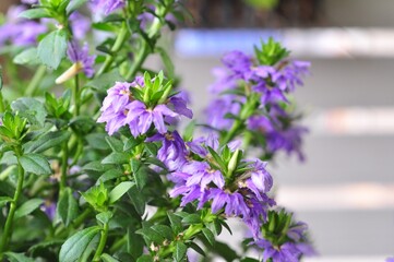 Purple flowers, Lobelia chinensis Lour on blurred background.
