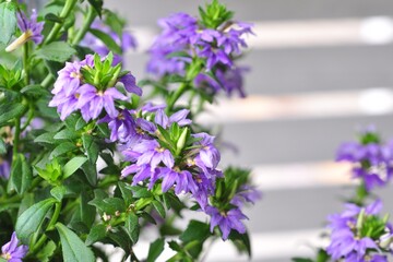 Obraz premium Purple flowers, Lobelia chinensis Lour on blurred background.