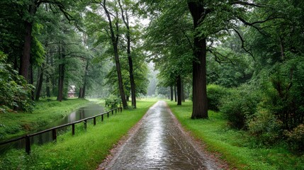 Obraz premium Rainy Pathway Through Lush Green Trees and Water