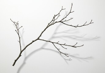 Fototapeta premium A single brown branch with small twigs casting a shadow on a plain white background in a studio shot