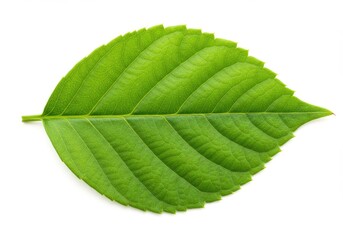 Obraz premium A single green leaf with prominent veins isolated against a stark white background in close up view