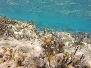 corals in the turquoise sea in Greece, Europe