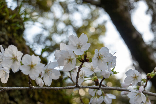 妻沼聖天山の桜