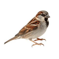 Fototapeta premium Sparrow isolated on transparent background, png