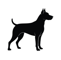 black and white dog