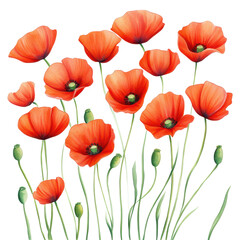 Fototapeta premium Vibrant Poppies: A captivating collection of exquisite red poppies, each a vibrant splash of color against a delicate backdrop. This image exudes delicate charm.