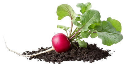 Fresh Radish Freshly Harvested From Rich Soil With Vibrant Green Leaves Standing out Boldly