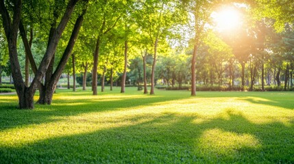 Fototapeta premium Sunlit garden trees with soft bokeh, a serene escape into nature's warmth. 