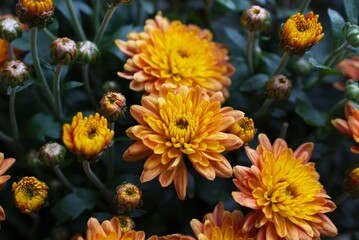 closeup yellow chrysanthemums