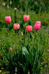 red tulips in the garden