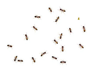 Cluster of Tiny Ants Moving Together on White Background