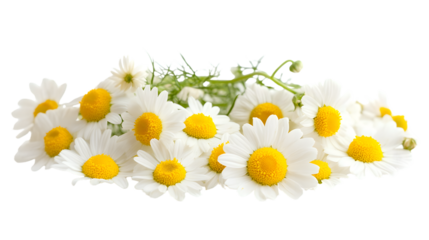 Professional Chamomile Flowers Isolated on White Background for Design Projects