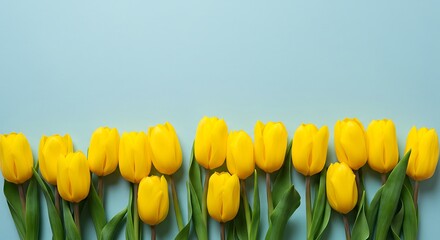 Yellow Tulips Border on Light Blue Background Spring Concept