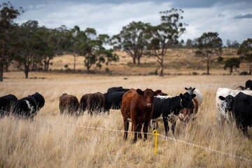 beautiful cattle in Australia  eating grass, grazing on pasture. Herd of cows free range beef being regenerative raised on an agricultural farm. Sustainable farming 