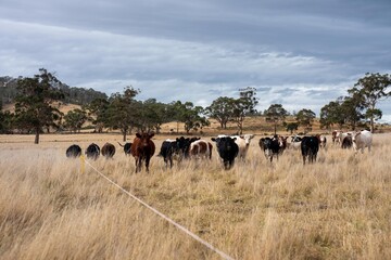 beautiful cattle in Australia  eating grass, grazing on pasture. Herd of cows free range beef being regenerative raised on an agricultural farm. Sustainable farming 
