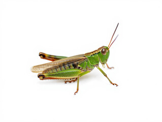 Green Grasshopper with Antennae Isolated on White Background