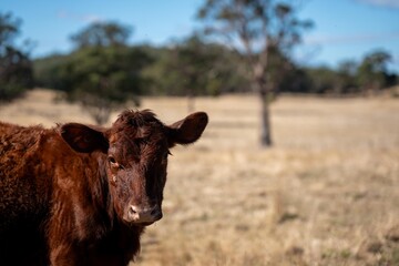 beautiful cattle in Australia  eating grass, grazing on pasture. Herd of cows free range beef being regenerative raised on an agricultural farm. Sustainable farming 