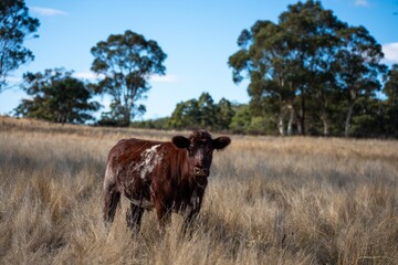beautiful cattle in Australia  eating grass, grazing on pasture. Herd of cows free range beef being regenerative raised on an agricultural farm. Sustainable farming 