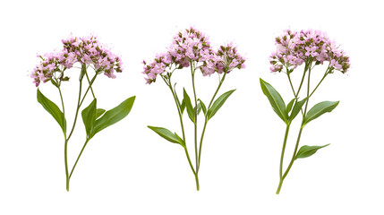 Valerian Herb Flower Sprigs Isolated on White Background for Herbal Medicine and Wellness Concept