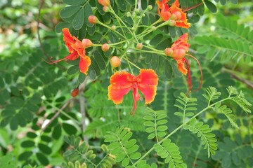 Close-up of Flower fence, also known as Peacock's crest.