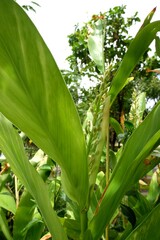 Obraz premium White flowers of Galanga or Greater Galangal