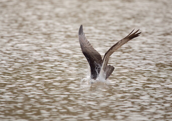 Obraz premium Osprey