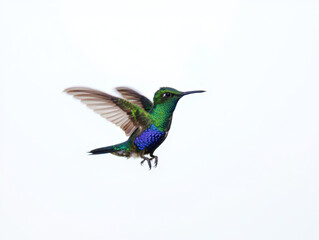 Obraz premium Macro Photograph of a Hummingbird in Motion on White