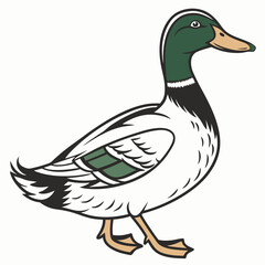 duck on a white background