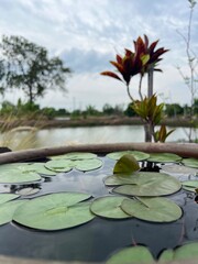 Serene water scene with lily pads and nearby foliage.