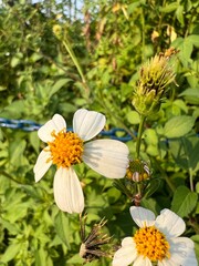Delicate white flowers surrounded by lush greenery.