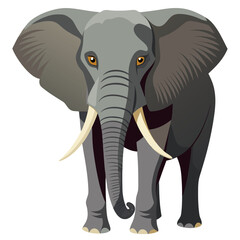 Obraz premium African Elephant Illustration Front View Gray Color